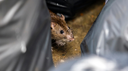 Buyer beware: Mouse traps used outdoors often injure other wildlife